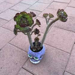 Homegrown Tall Beautiful Succulent In Skeleton Ceramic Pot