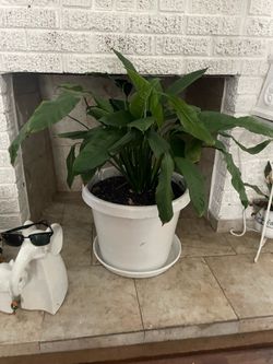 Gorgeous large plant