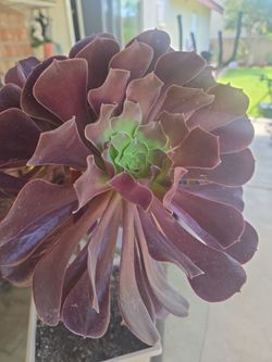 Aeonium Black  Rose