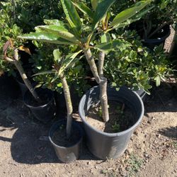 Plumeria Yellow