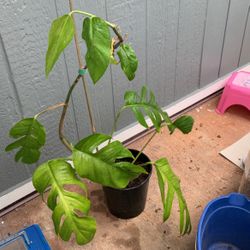 Epipremnum Pinnatum