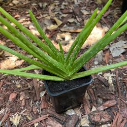 Aloe Vera Plant 🪴 