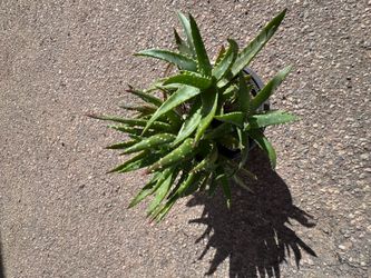 Plant