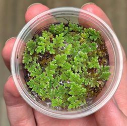 Azolla floating plant