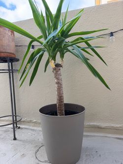 Yuka Live Plant Medium Size, Healthy