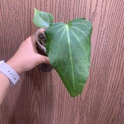 Anthurium Delta Force