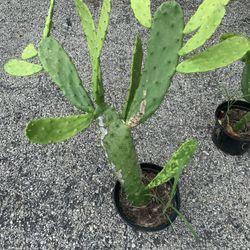 Large Nopales Prickly Pear Cactus Plants!! $15 Each!! 