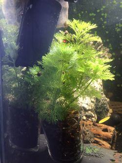 Aquarium Plants And Decorations