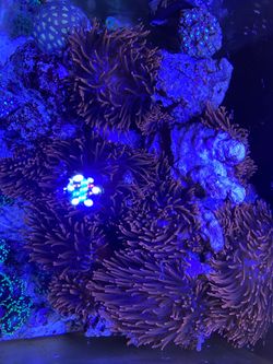 Bright Red/Orange Anneome - FishTank - Salt water Coral