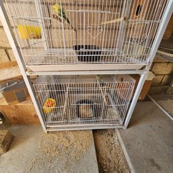 Bird Cage 