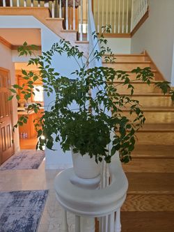 China Doll plant