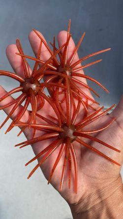Urchin Bomb soft baits $6 each