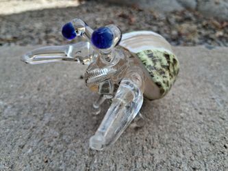 Glass hermit crab