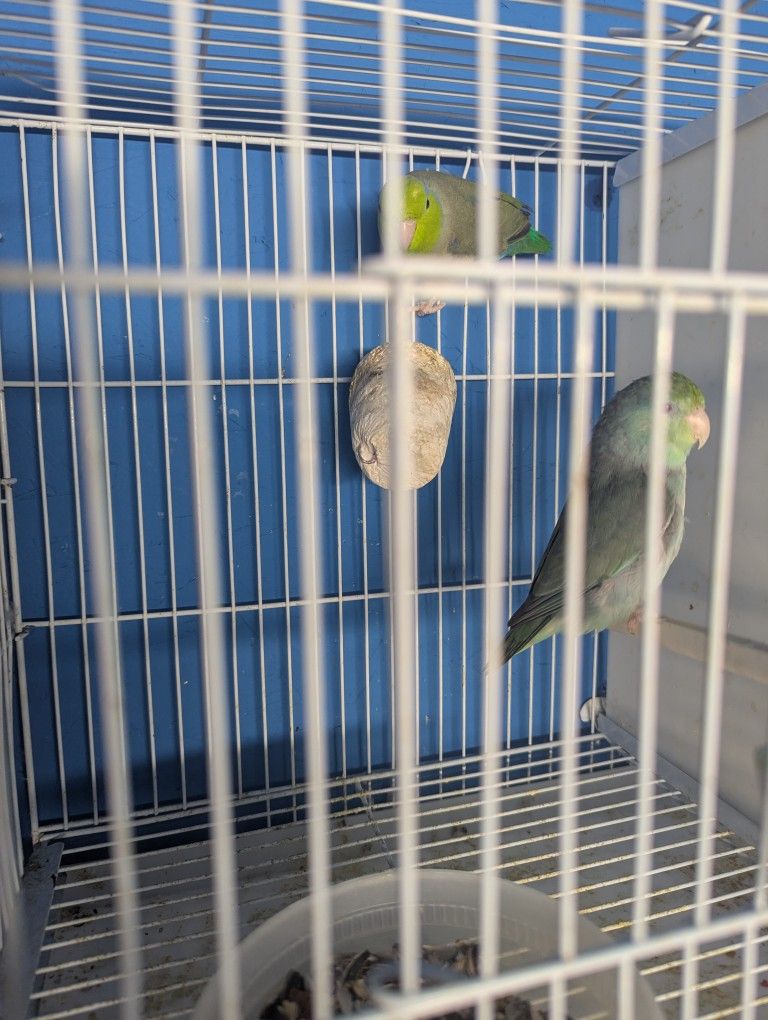 Bird cages