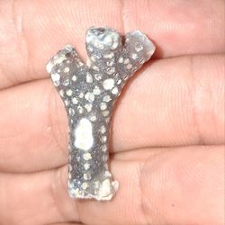 Agatized Coral Branchs 🪸 