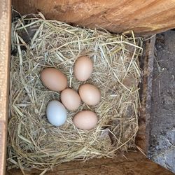 Fresh Eggs  - $ 6  Per Dozen… Free Delivery Inside Ripon City Limits.