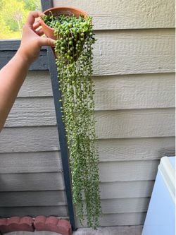 String of tears-  6in terracotta pot