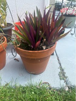 Clay planter pots and garden items
