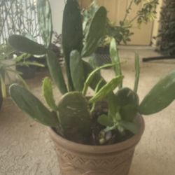 3 Cactus