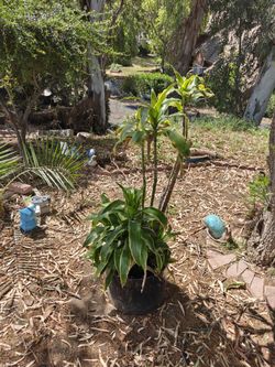 Dracaena Fragans Plant (4 Feet Tall)