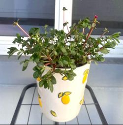 Wingpod Purslane Plant 🪴Please Read Description🪴 Two Available