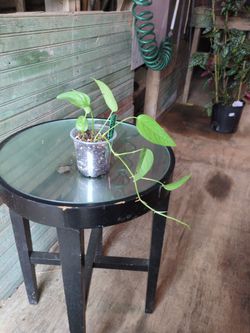 Epipremnum Cebu Blue