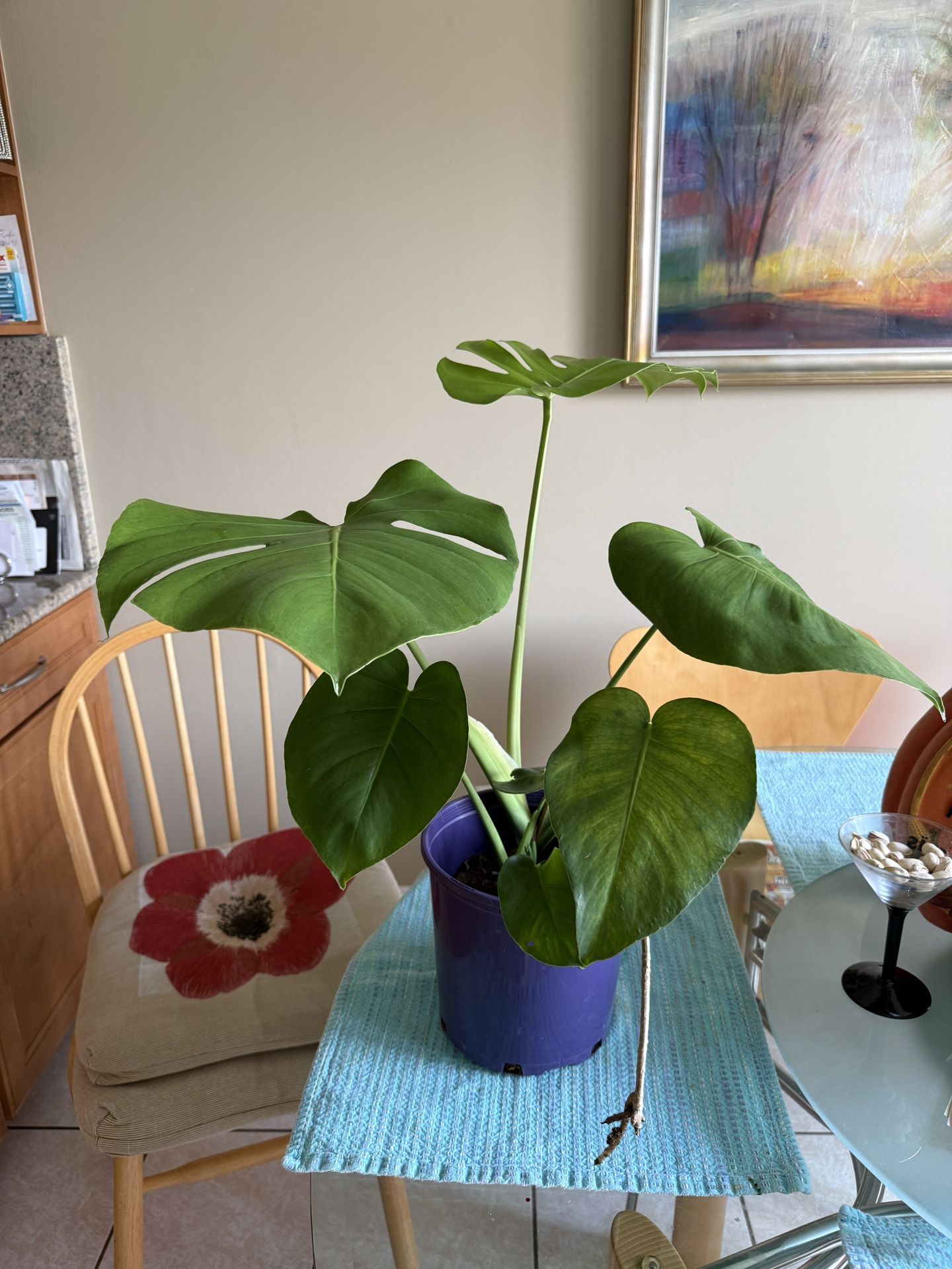 Monstera Deliciosa House Plant