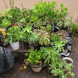 $1 Succulent Plants Lake Elsinore 