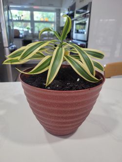 $9 Dracaena Reflexa plant
