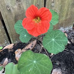 Plants For Sale Edibles Mexican Mint Nasturtium Chives Tomato Aloe Succulents Bee And Butterflies Plants Stapelia