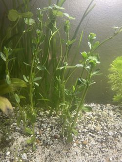 Blue Dragon Guppy Decor Pair