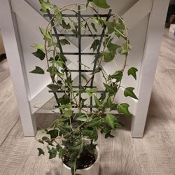 English Ivy Plant 