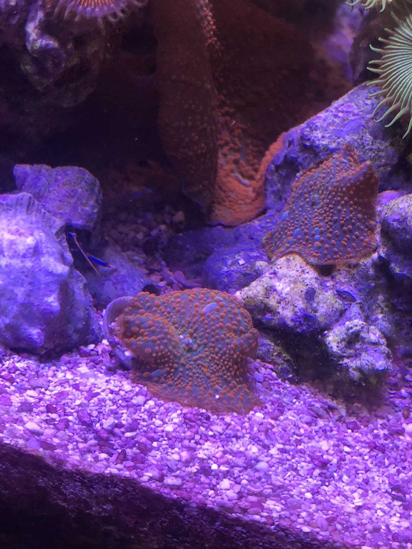 CORAL Mushroom and zoas