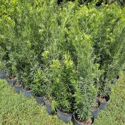 Best plant for fencing hedges and privacy low maintenance fast growing plants. 
También tengo Clusias podocarpus arecas green island croton green butt