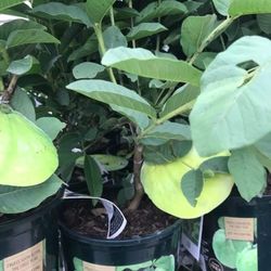 Thai Pink Guava Fully Grown Starter Plant