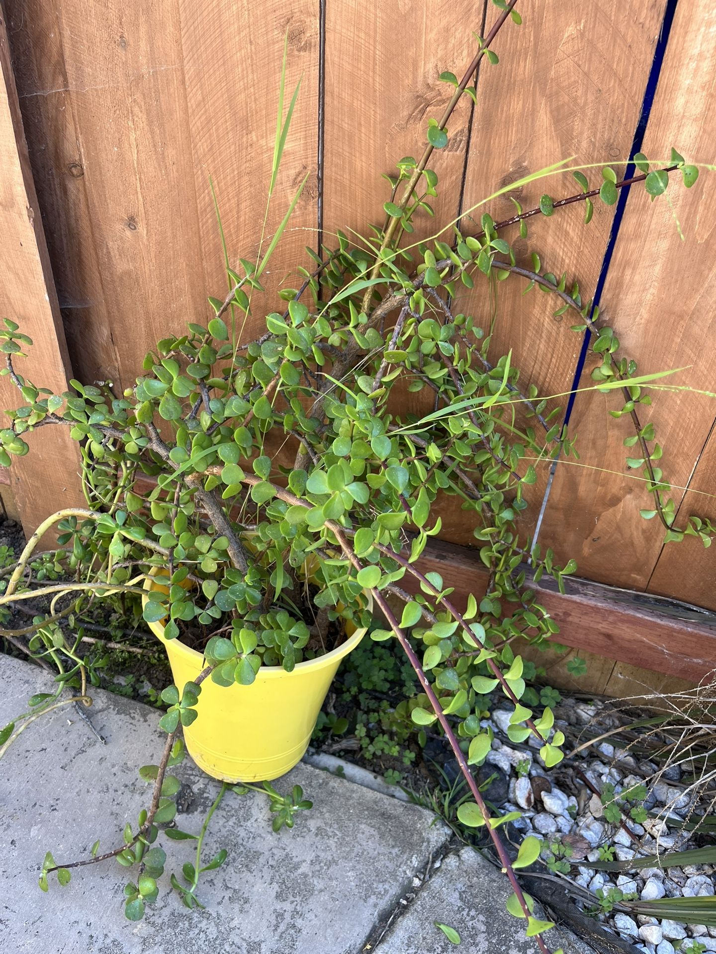 succulent plant.