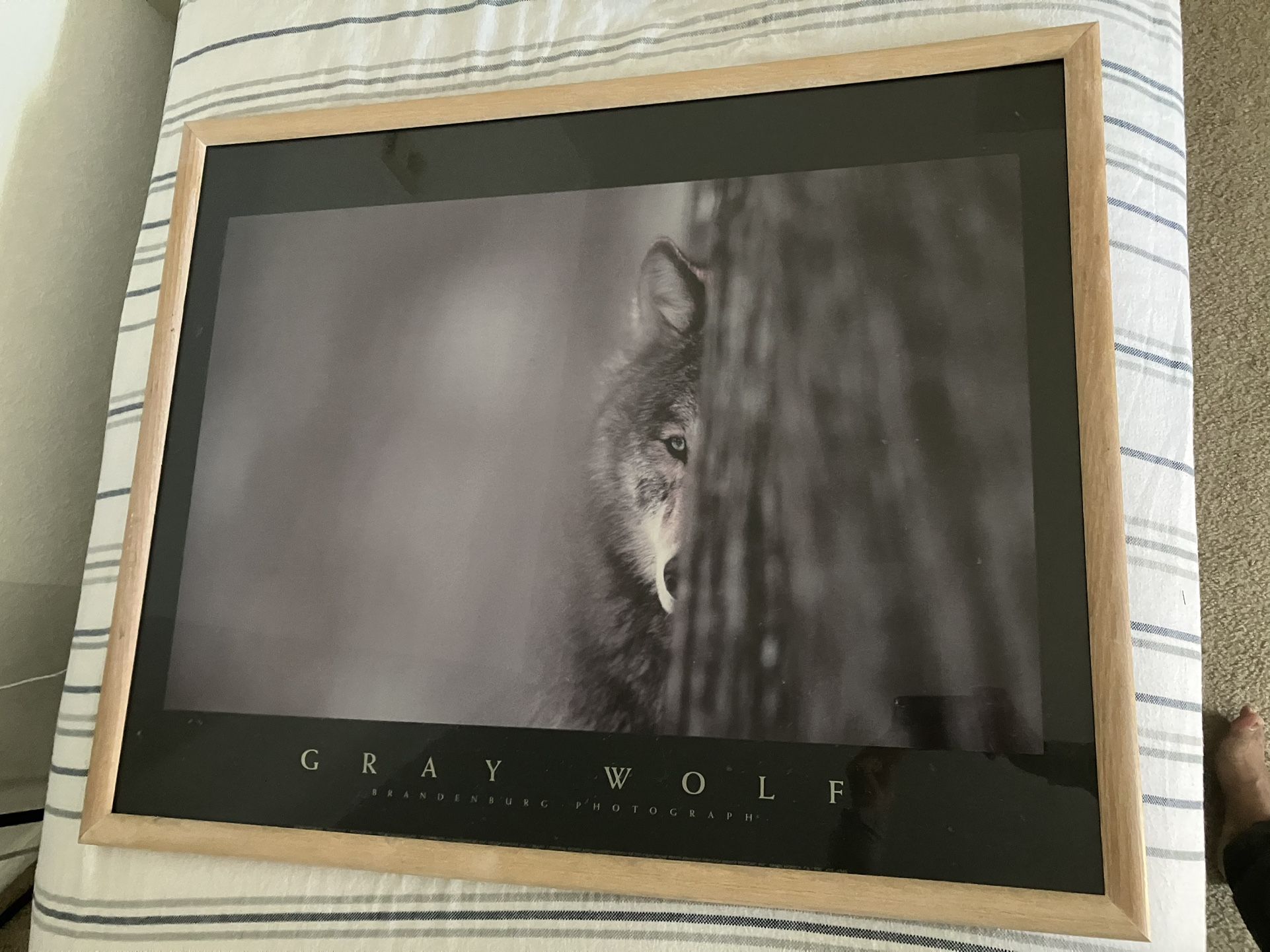 Wolf