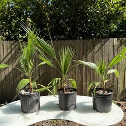 Mexican Fan Palm Trees