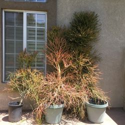 Pencil Cactus/ Firestick Succulents 