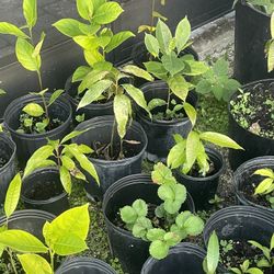 Fruit Plants   Avocado  Mango   Jackfruit  Papaya 
