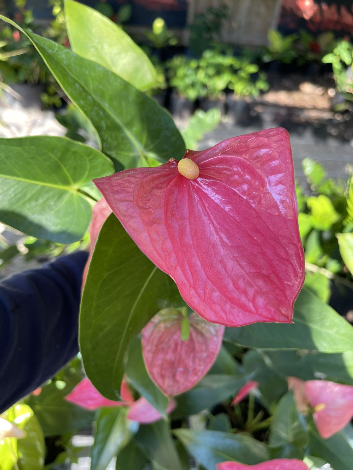 Anthurium