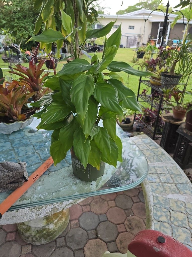 Philodendron Hastatun $4.00