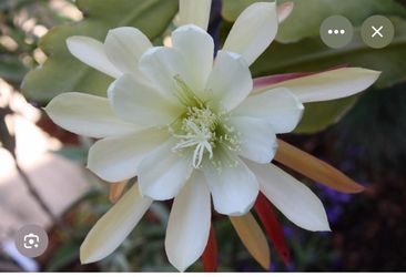 10” epiphyllum chichiscatenango