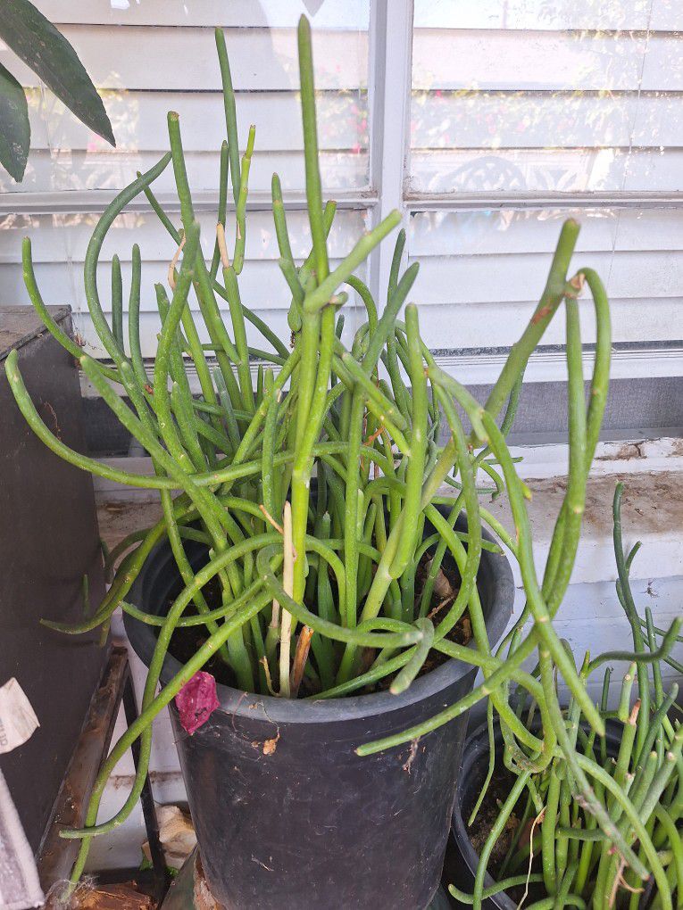 Pedilanthus Macrocarp, Pencil cactus, Slippery plant, Succulent