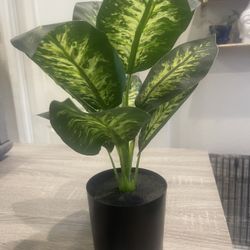 Tabletop Greenery