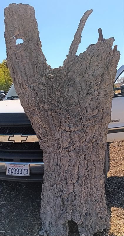 Cork Bark