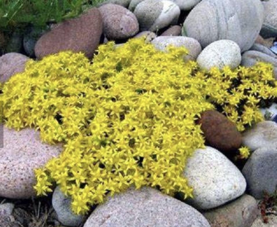 Perennial Ground Covers