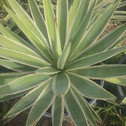 Agave Angustifolia Variegata 