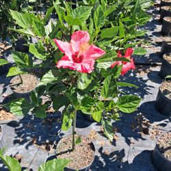 Hibiscus Plants 4 Sale