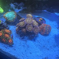 Stratosphere Aquarium